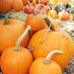 Pumpkins Autumn Gold & Spookie - Renee's Garden - Image 3