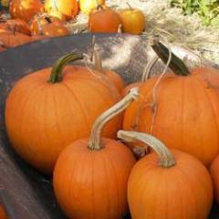 Pumpkins Autumn Gold & Spookie - Renee's Garden - Image 4