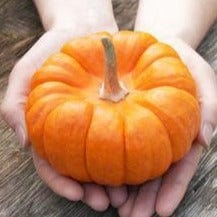 Pumpkin Mini Jack - Renee's Garden - Image 2