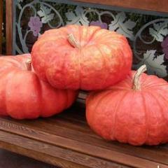 Organic Pumpkin Rouge Vif d'Etampe - Renee's Garden - Image 2