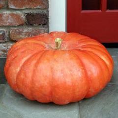 Organic Pumpkin Rouge Vif d'Etampe - Renee's Garden - Image 3