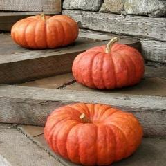 Organic Pumpkin Rouge Vif d'Etampe - Renee's Garden - Image 4