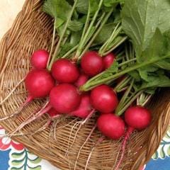 Organic Radish German Giant - Renee's Garden - Image 2