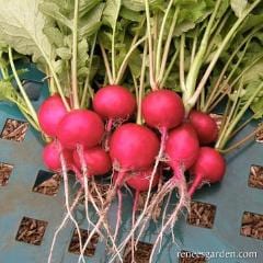 Organic Radish German Giant - Renee's Garden - Image 3