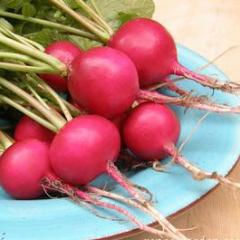 Organic Radish German Giant - Renee's Garden - Image 4