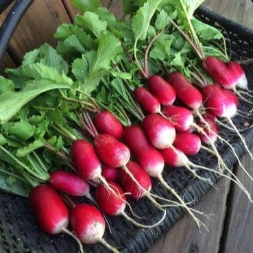 Radish Petit Dejeuner - Renee's Garden - Image 2