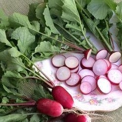 Radish Petit Dejeuner - Renee's Garden - Image 3