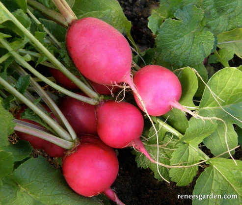 Organic Radish Pink Beauty - Renee's Garden - Image 3
