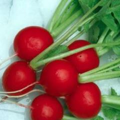 Radish Crimson Crunch - Renee's Garden - Image 3