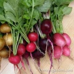 Radish Garden Party - Renee's Garden - Image 3