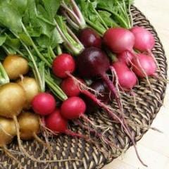 Radish Garden Party - Renee's Garden - Image 4