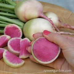 Radish Watermelon - Renee's Garden - Image 2