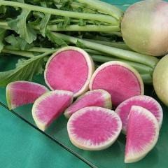 Radish Watermelon - Renee's Garden - Image 3