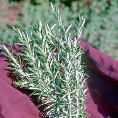 Rosemary French - Renee's Garden - Image 2