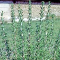 Rosemary French - Renee's Garden - Image 3