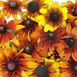 Rudbeckia Cappucino - Renee's Garden - Image 3