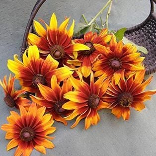 Rudbeckia Cappucino - Renee's Garden - Image 4