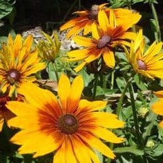 Rudbeckia Cappucino - Renee's Garden - Image 5