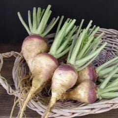 Rutabaga Improved Helenor - Renee's Garden - Image 3