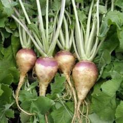 Rutabaga Improved Helenor - Renee's Garden - Image 5