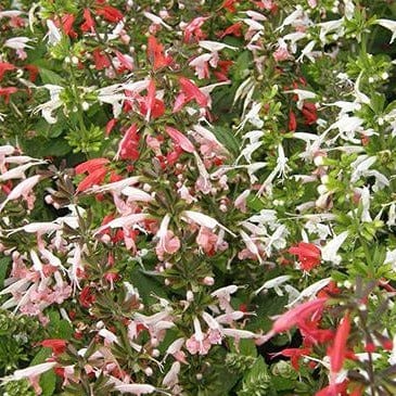 Salvia Bee Heaven - Renee's Garden - Image 3