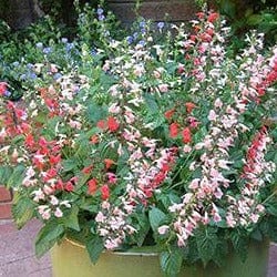 Salvia Bee Heaven - Renee's Garden - Image 4