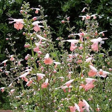 Salvia Coral Nymph - Renee's Garden - Image 3