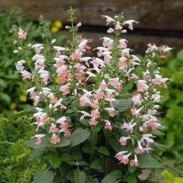 Salvia Coral Nymph - Renee's Garden - Image 4