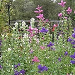 Salvia Marble Arch - Renee's Garden - Image 3