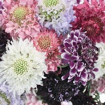 Scabiosa Grandmother's Pincushion - Renee's Garden - Image 2
