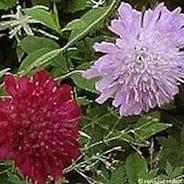 Scabiosa Grandmother's Pincushion - Renee's Garden - Image 3