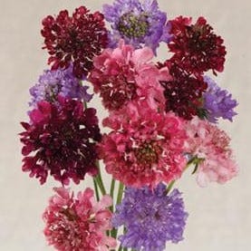 Scabiosa Grandmother's Pincushion - Renee's Garden - Image 4