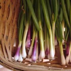 Scallions Delicious Duo - Renee's Garden - Image 3