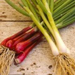 Scallions Delicious Duo - Renee's Garden - Image 4