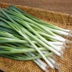 Organic Onion Sprint (Scallion) - Renee's Garden - Image 3