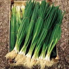 Organic Onion Sprint (Scallion) - Renee's Garden - Image 4