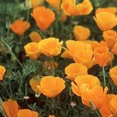California Poppies Scatter Can - Renee's Garden - Image 2