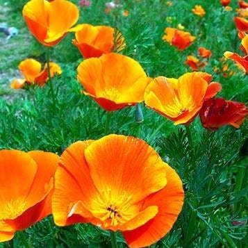 California Poppies Scatter Can - Renee's Garden - Image 3