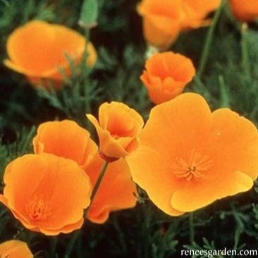 California Poppies Scatter Can - Renee's Garden - Image 4