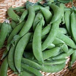 Organic Pea Sugar Daddy - Renee's Garden - Image 2