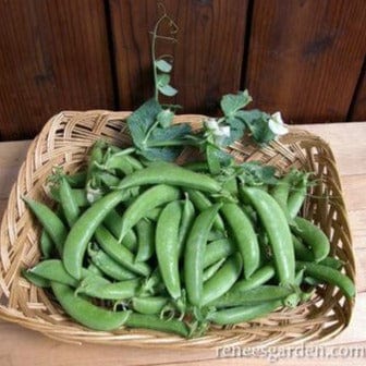 Organic Pea Sugar Daddy - Renee's Garden - Image 4