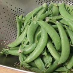 Pea Super Sugar Snap - Renee's Garden - Image 3