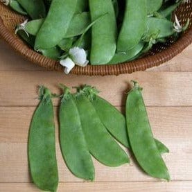 Organic Pea Oregon Sugar Pod II - Renee's Garden - Image 2