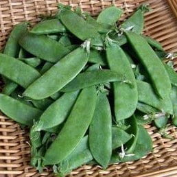 Organic Pea Oregon Sugar Pod II - Renee's Garden - Image 3
