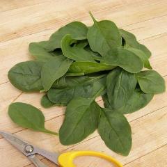 Spinach Catalina - Renee's Garden - Image 2