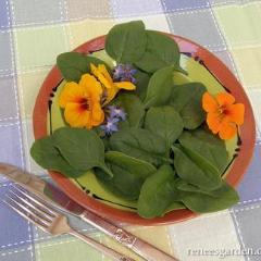 Spinach Catalina - Renee's Garden - Image 3