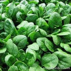 Spinach Catalina - Renee's Garden - Image 4