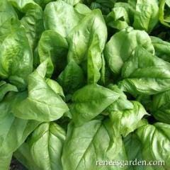 Organic Spinach Gangbusters - Renee's Garden - Image 2