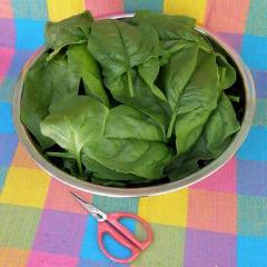 Organic Spinach Gangbusters - Renee's Garden - Image 3