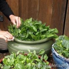 Spinach Little Hero - Renee's Garden - Image 3